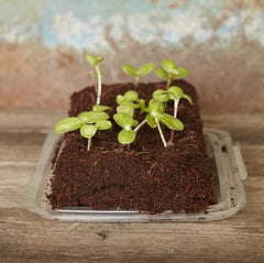 The Edible Flower Growbar
