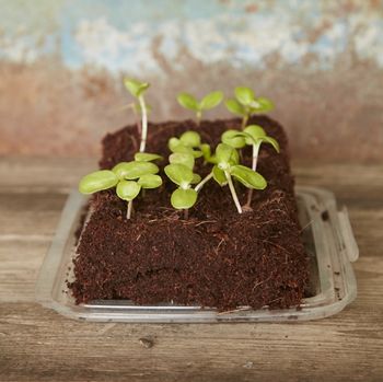 The Tea Growbar